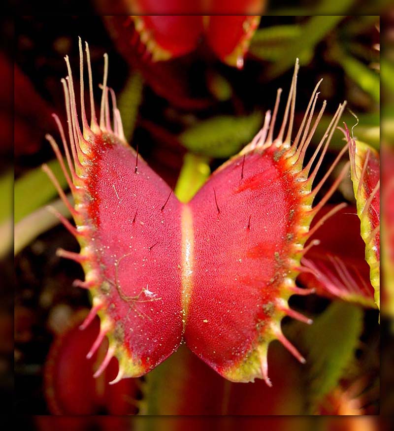 Cockroaches in Potted Plants 