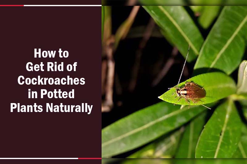 Cockroaches in Potted Plants 