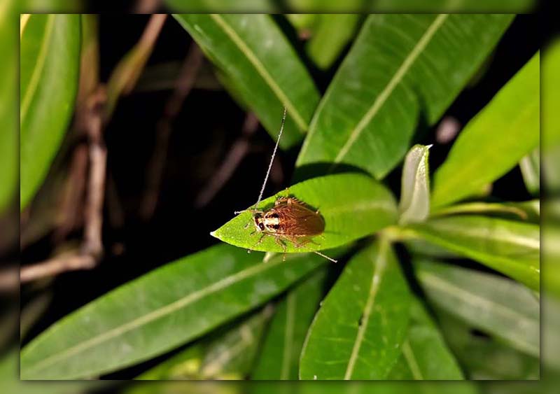 Cockroaches in Potted Plants