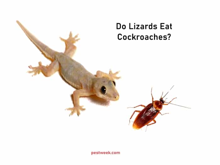 Do Lizards Eat Cockroaches?