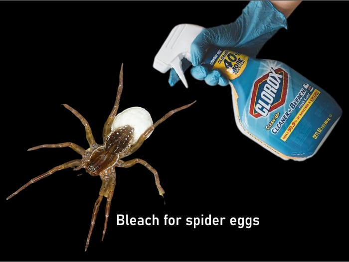 Will bleach kill Spider Eggs?
