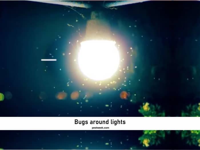 Why do Insects Like Light?