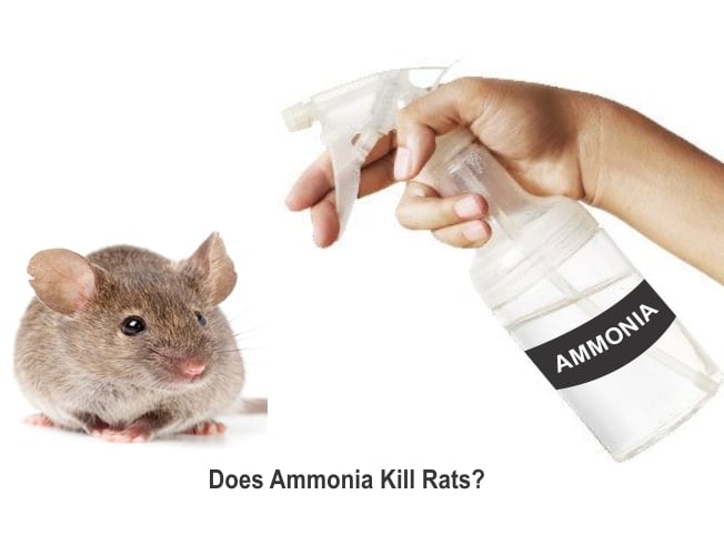 How to repel and kill rats with ammonia