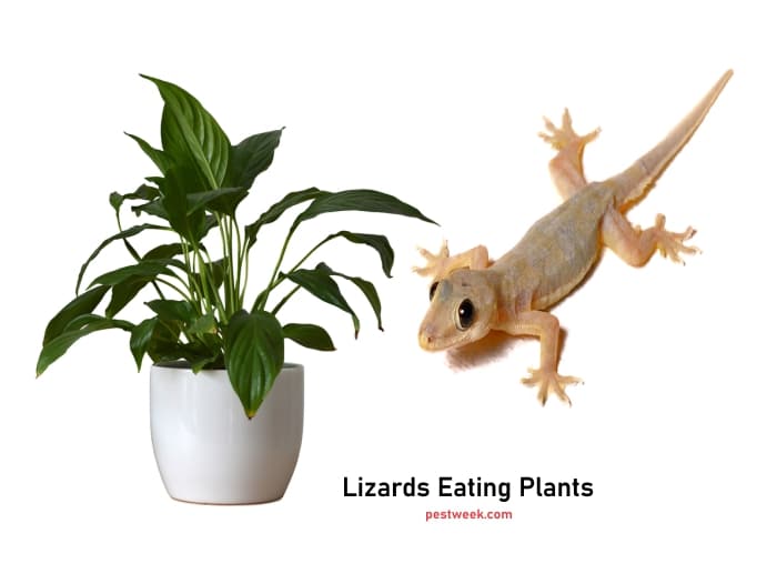 How to Stop Lizards from Eating Plants