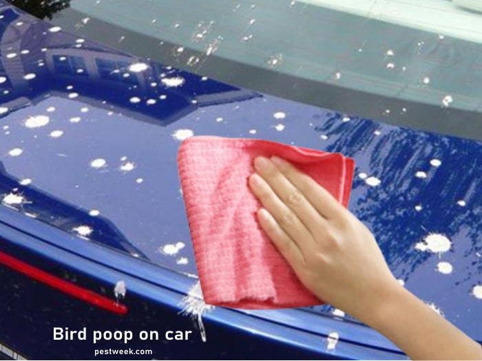 Why birds poop on car and how to remove the droppings