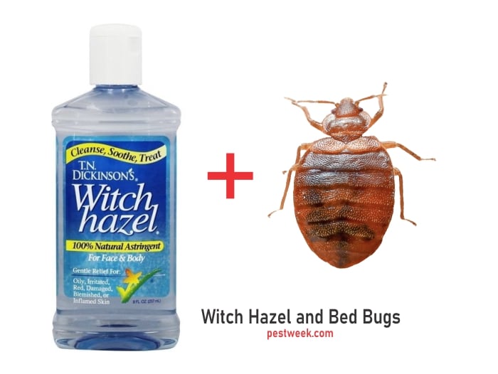 Does Witch hazel kill bed bugs?