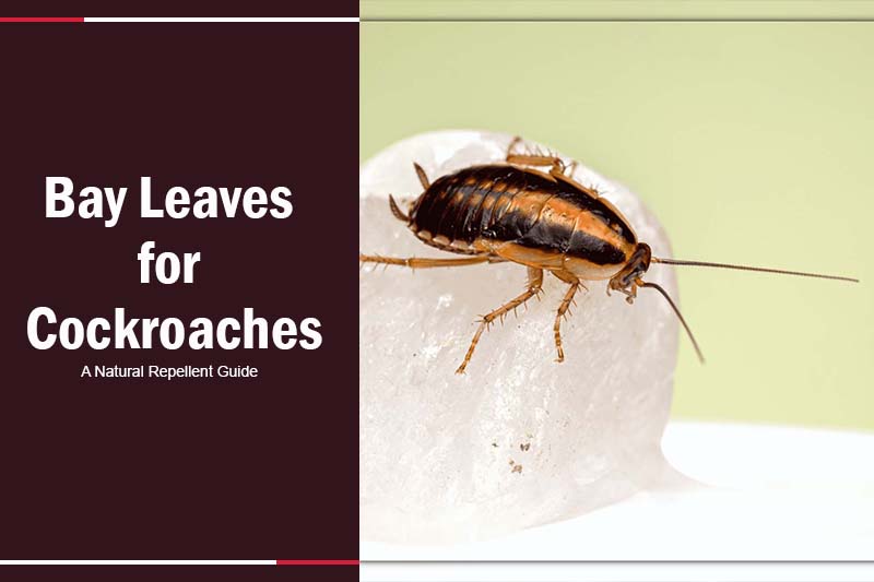 bay leaves for cockroaches