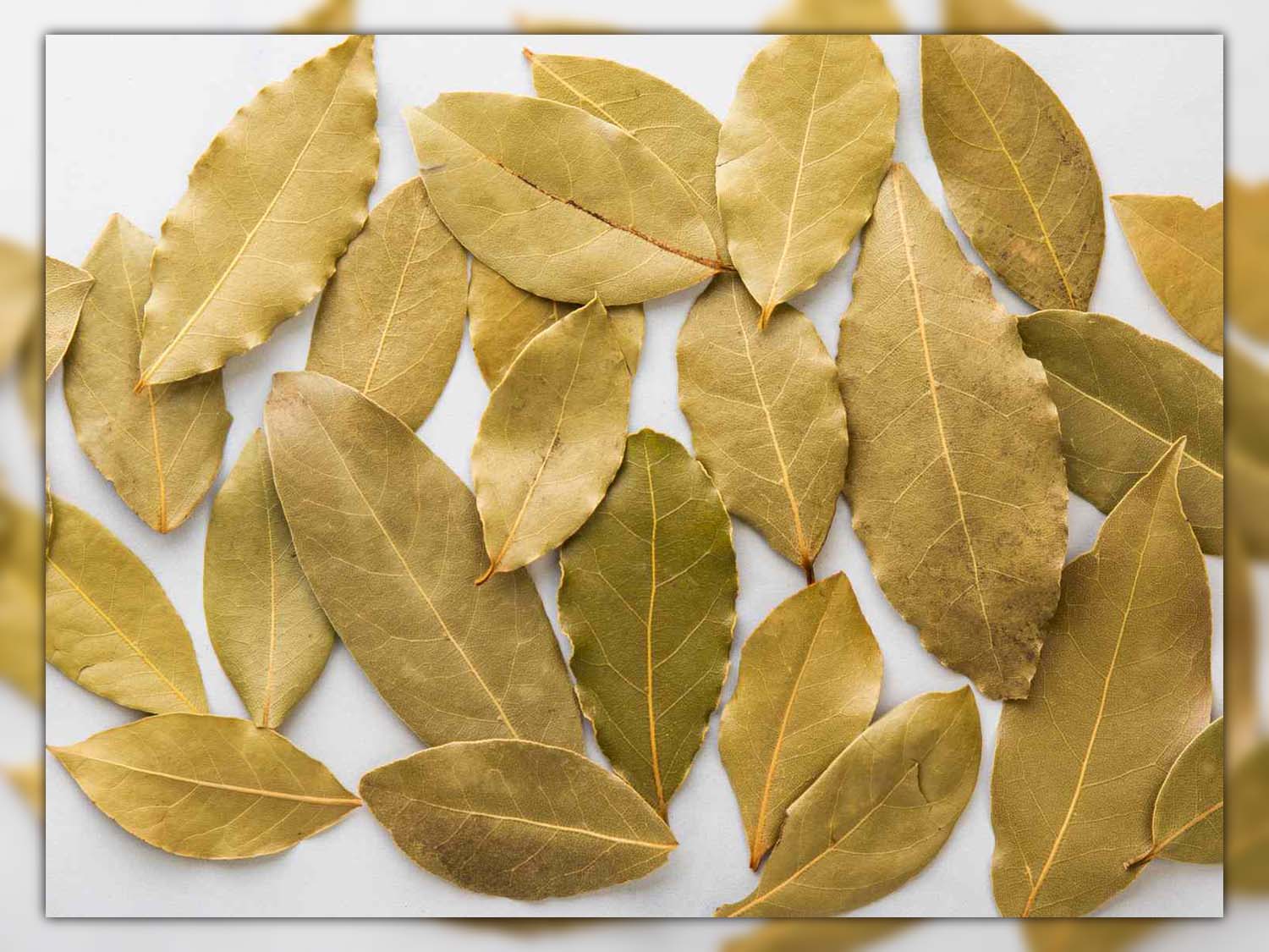 bay leaves for cockroaches