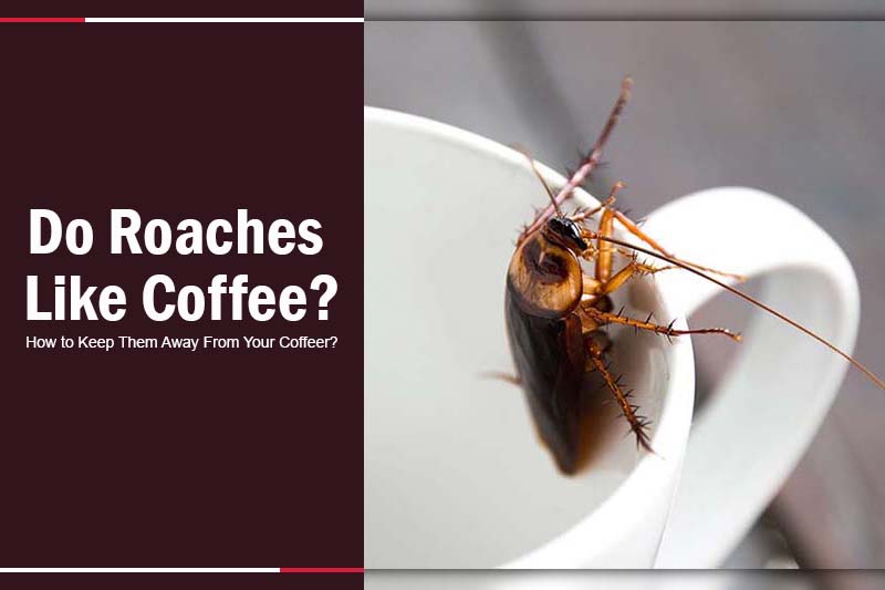 do roaches like coffee 