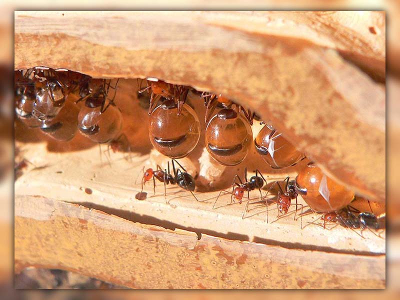 how to keep ants out of sandbox