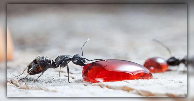 Are Ants Attracted to Blood