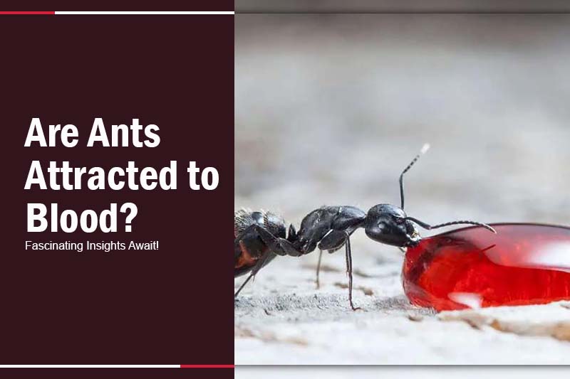 Are Ants Attracted to Blood