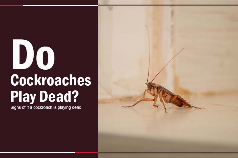 Do cockroaches play dead 