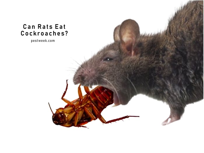 Do Rats Eat Cockroaches?