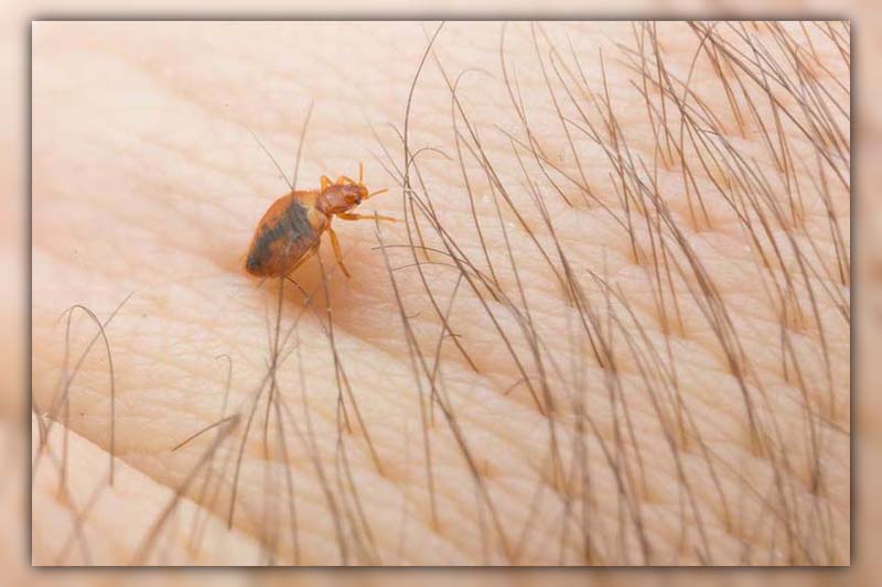 can bed bugs go in your private parts