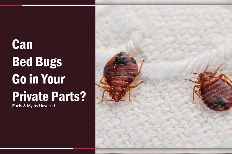 can bed bugs go in your private parts