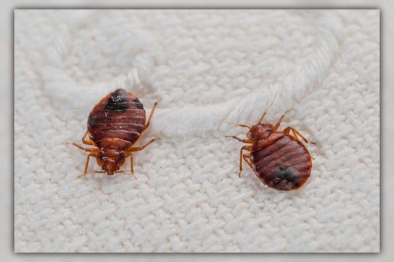 can bed bugs go in your private parts