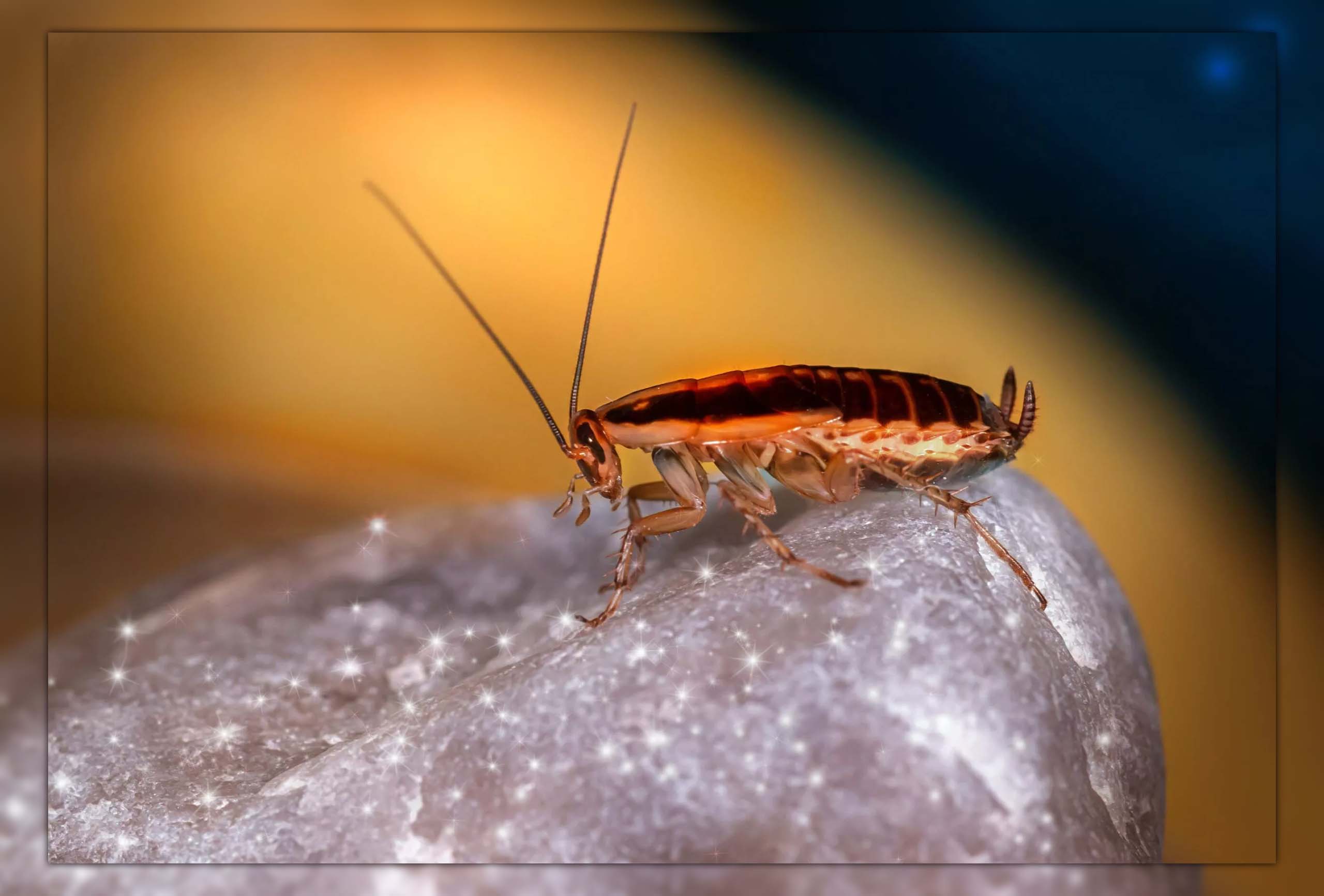 does ammonia kill roaches 