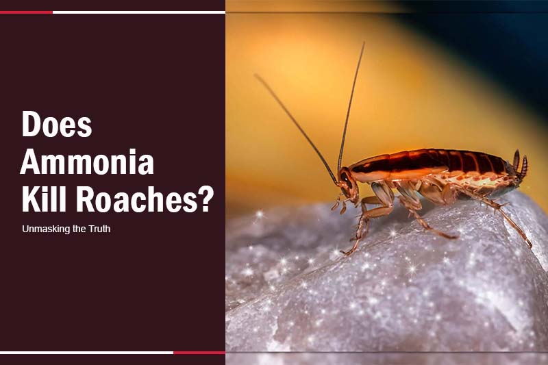 does ammonia kill roaches