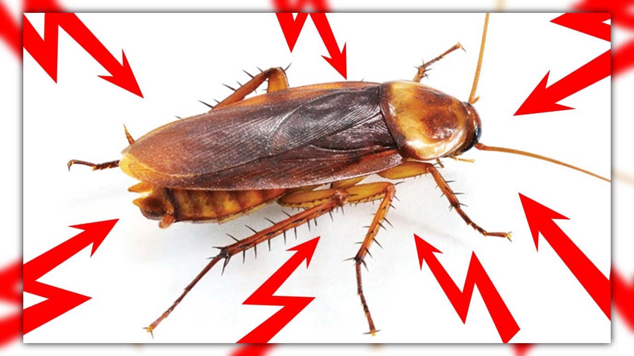 does ammonia kill roaches