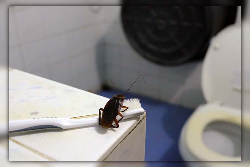 flush cockroach down toilet