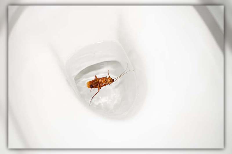 flush cockroach down toilet