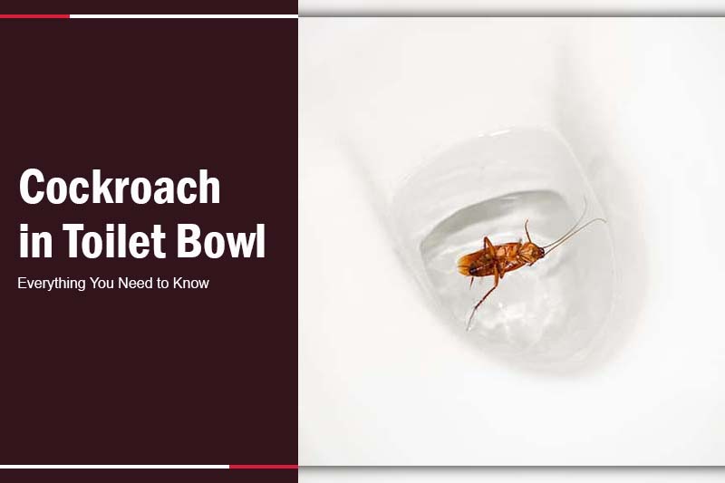 flush cockroach down toilet