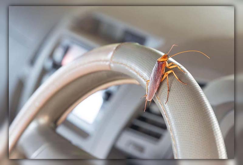 roach getting in car