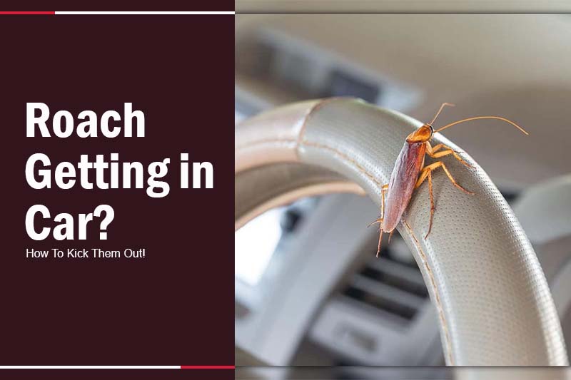 roach getting in car