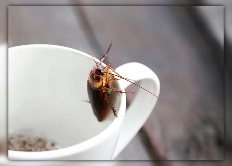 Cockroaches Drink Water