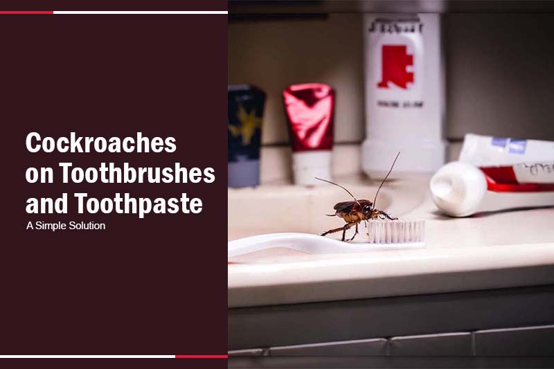 Cockroaches on Toothbrushes and Toothpaste 