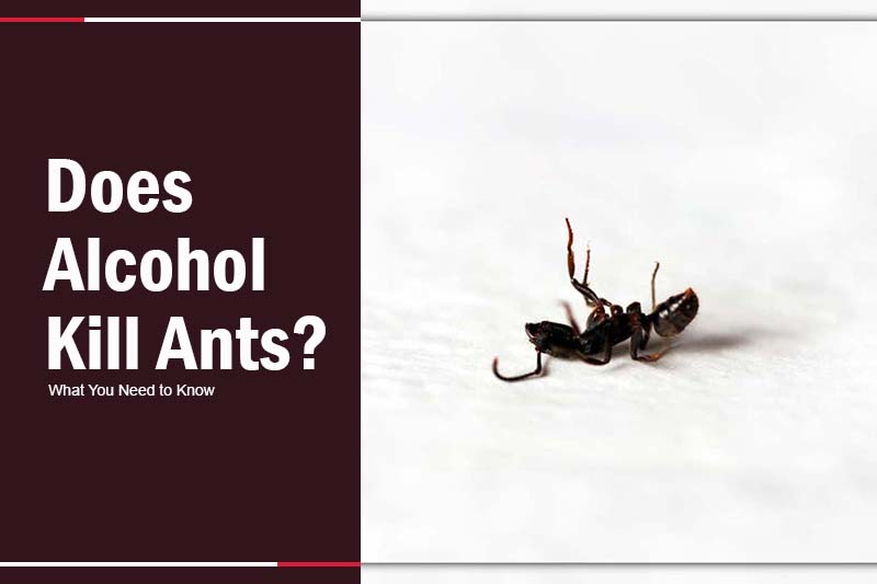Does Alcohol Kill Ants 