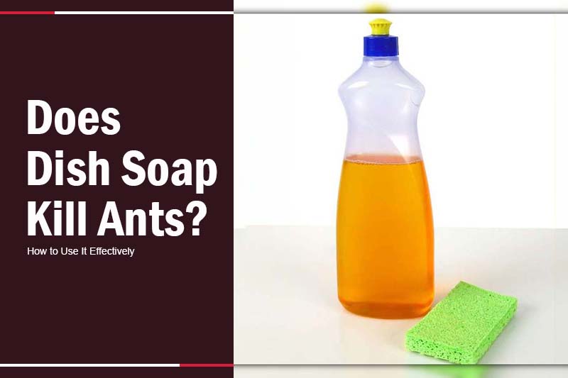 Does Dish Soap Kill Ants 