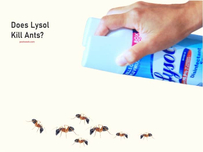 Does Lysol Kill Ants?