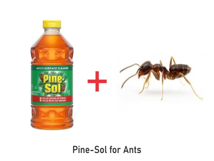 Does Pine Sol Kill Ants?