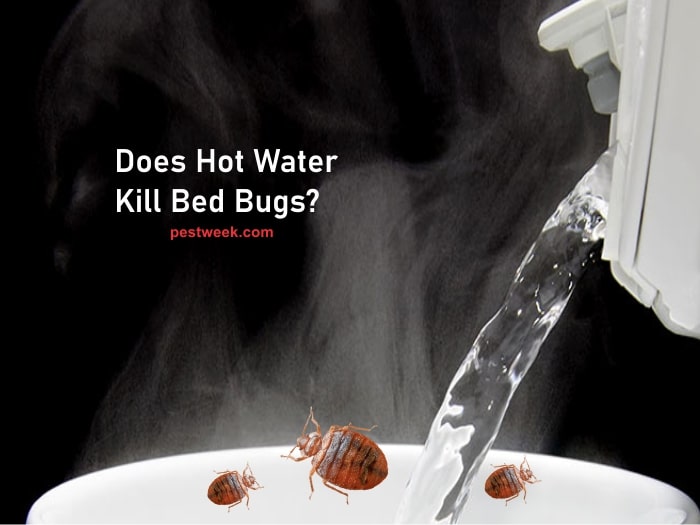 Does Hot Water Kill Bed Bugs?
