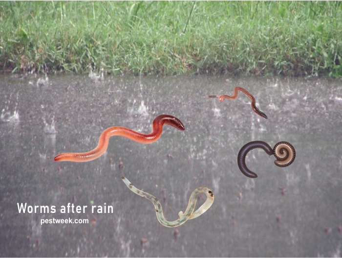 Worms after rain