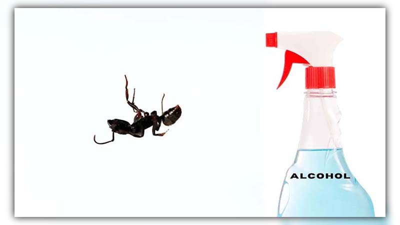 does alcohol kill ants