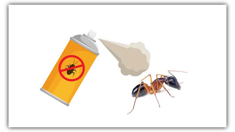 does lysol kill ants