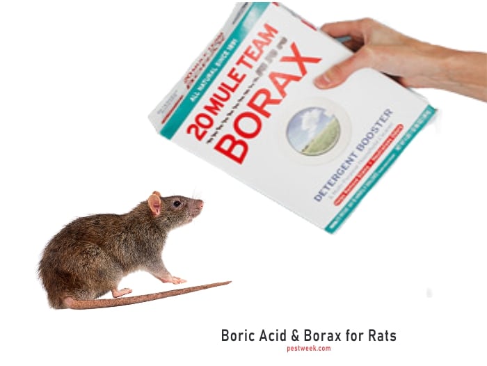 Does Boric Acid Kill Rats?