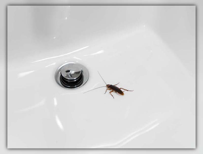 Cockroach in Bathtub