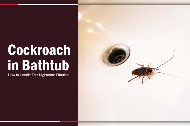 Cockroach in Bathtub
