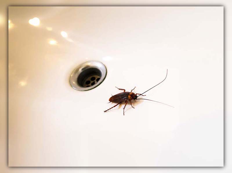 Cockroach in Bathtub