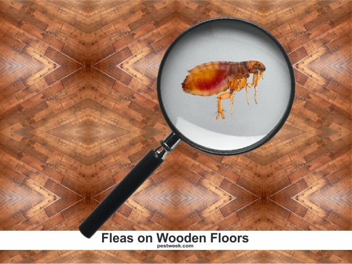 Fleas on hardwood floors