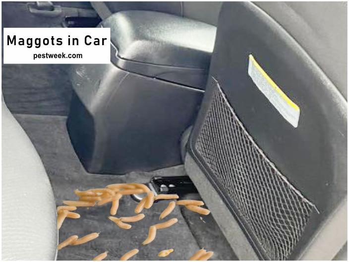 Maggots in Car