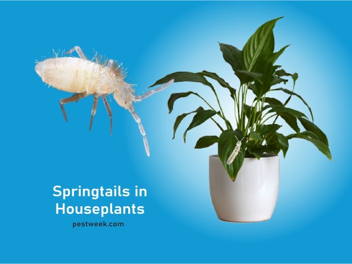 Springtails in Houseplants