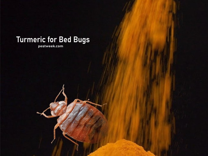 Does Turmeric Kill Bed Bug?