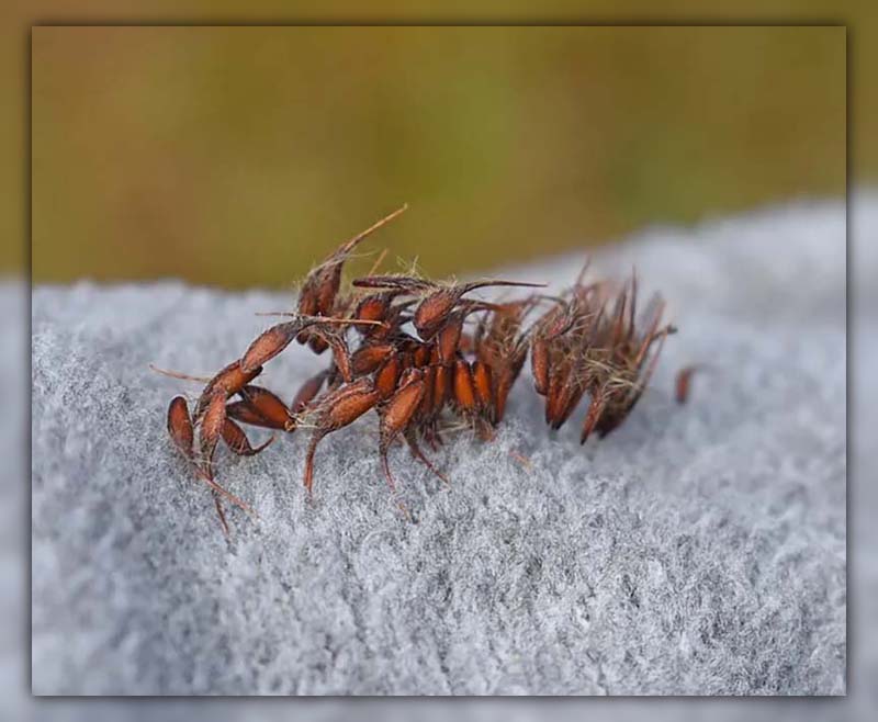 ants in clothing