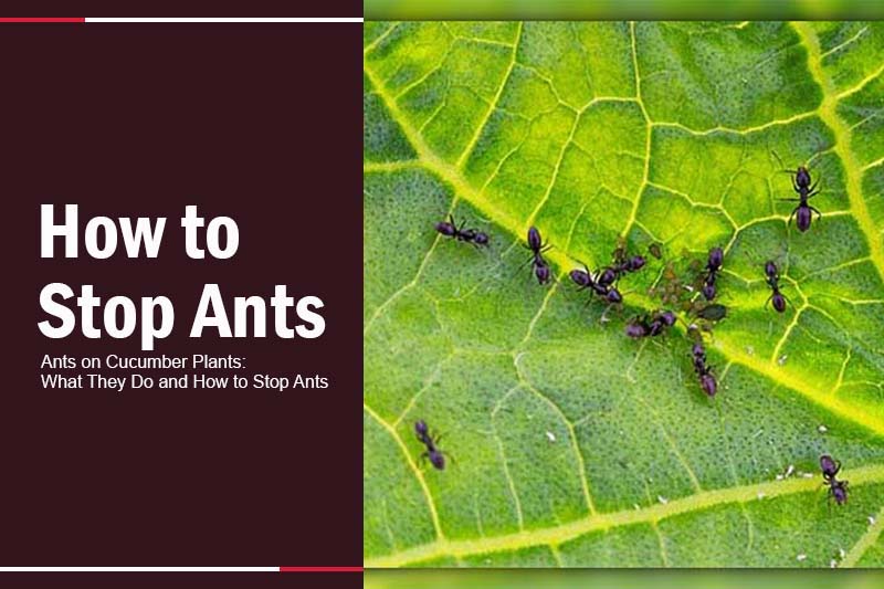 Ants on Cucumber Plants 