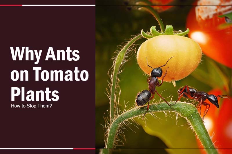 Ants on Tomato Plants 